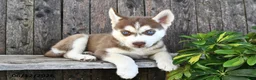 Siberian Husky dogs for sale: Cora  - Ad 1