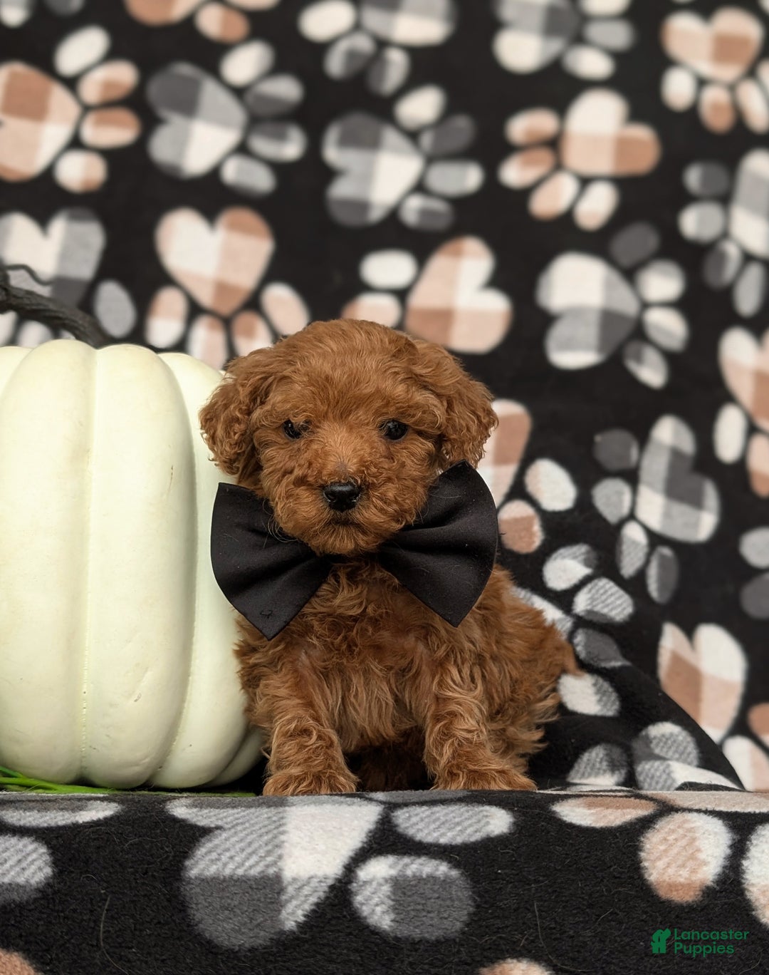 Toy Poodle dogs for sale: Tobie - Ad 2