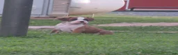 Boxer dogs for sale: Kade - Ad 4