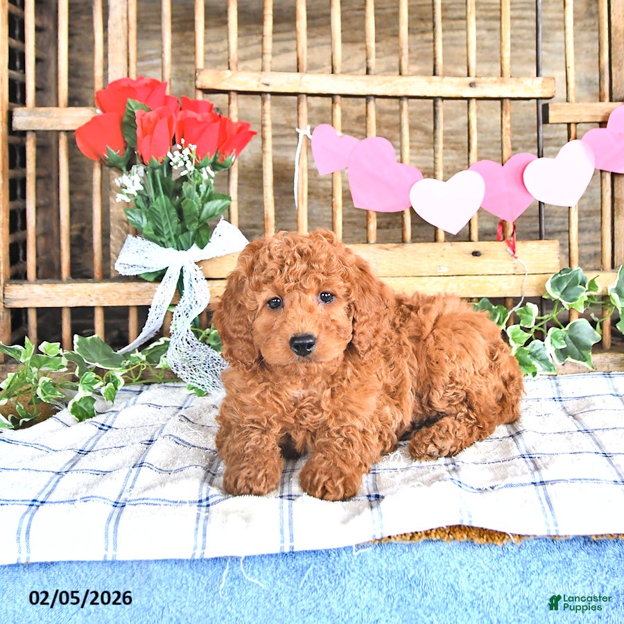 Mini Goldendoodle dogs Scout - Ad 29