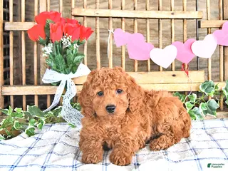Mini Goldendoodle dogs Scout - Ad 29