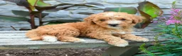 Mini Goldendoodle dogs for sale: Genevieve  - Ad 3