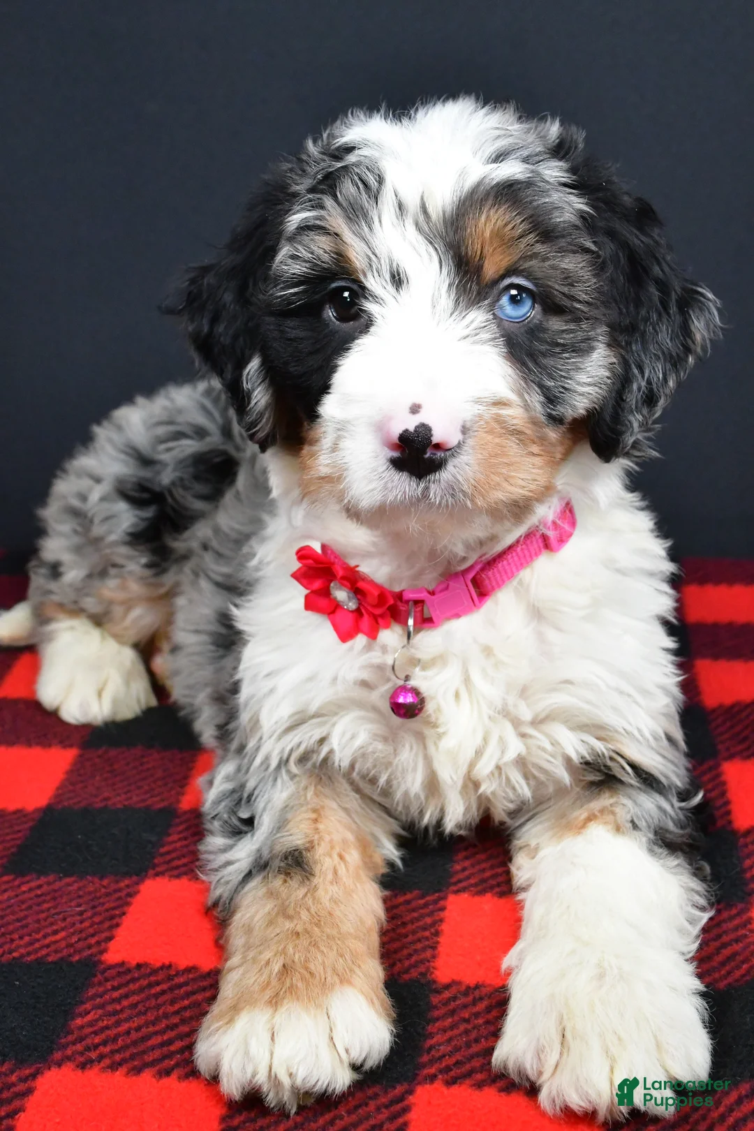 Mini Bernedoodle dogs for sale: Brenda - Ad 9