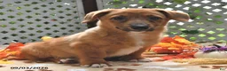 Welsh Corgi Pembroke dogs for sale: Diego - Ad 5