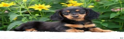Miniature Dachshund dogs for sale: Bella - Ad 3
