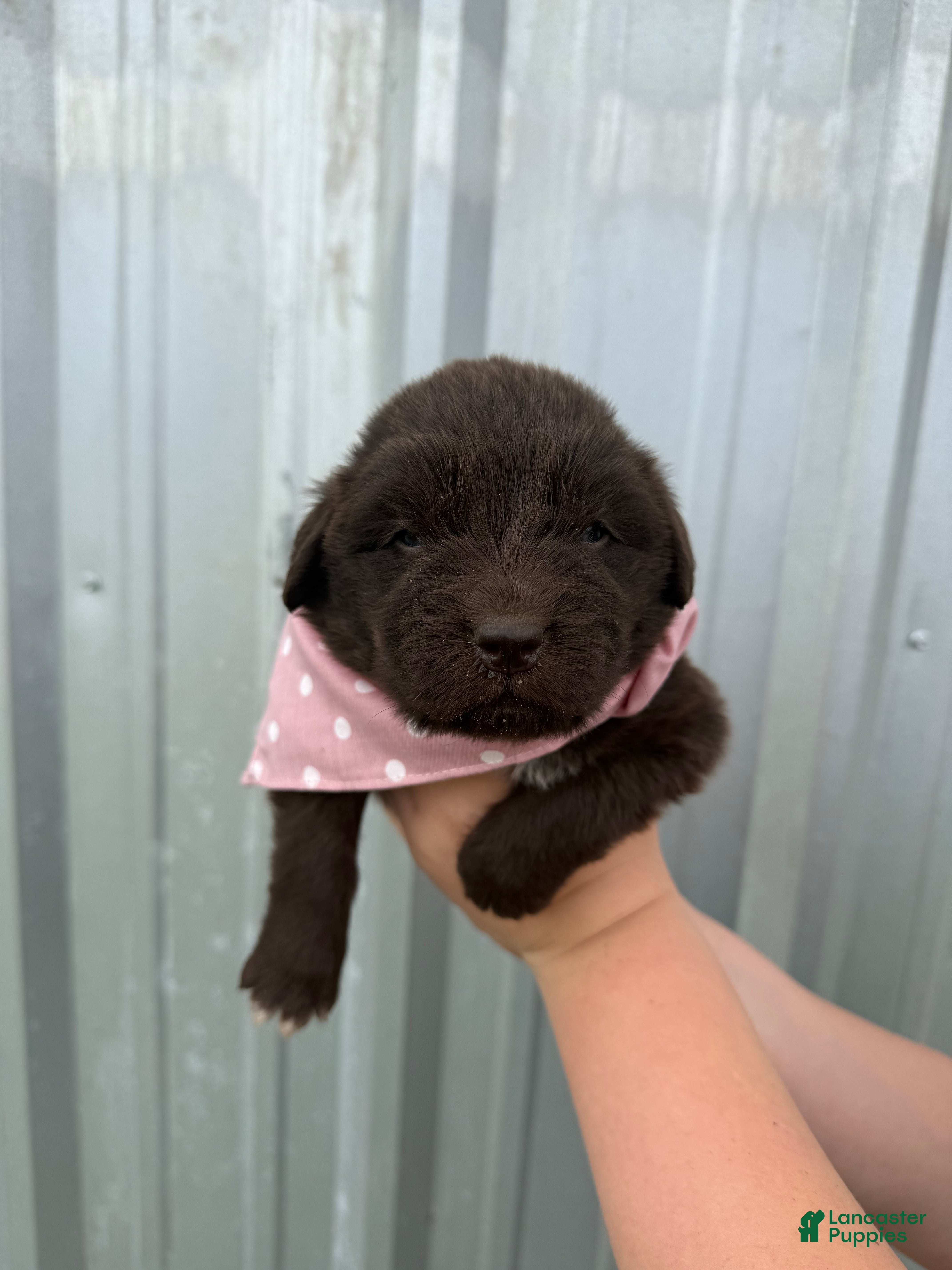 Newfoundland dogs Newfoundland Pink Female  - Ad 5
