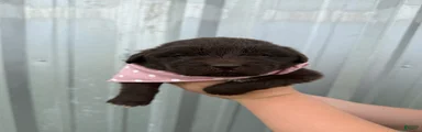 Newfoundland Pink Female 