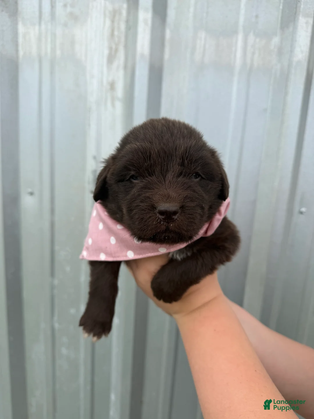 Newfoundland dogs for sale: Newfoundland Pink Female  - Ad 1