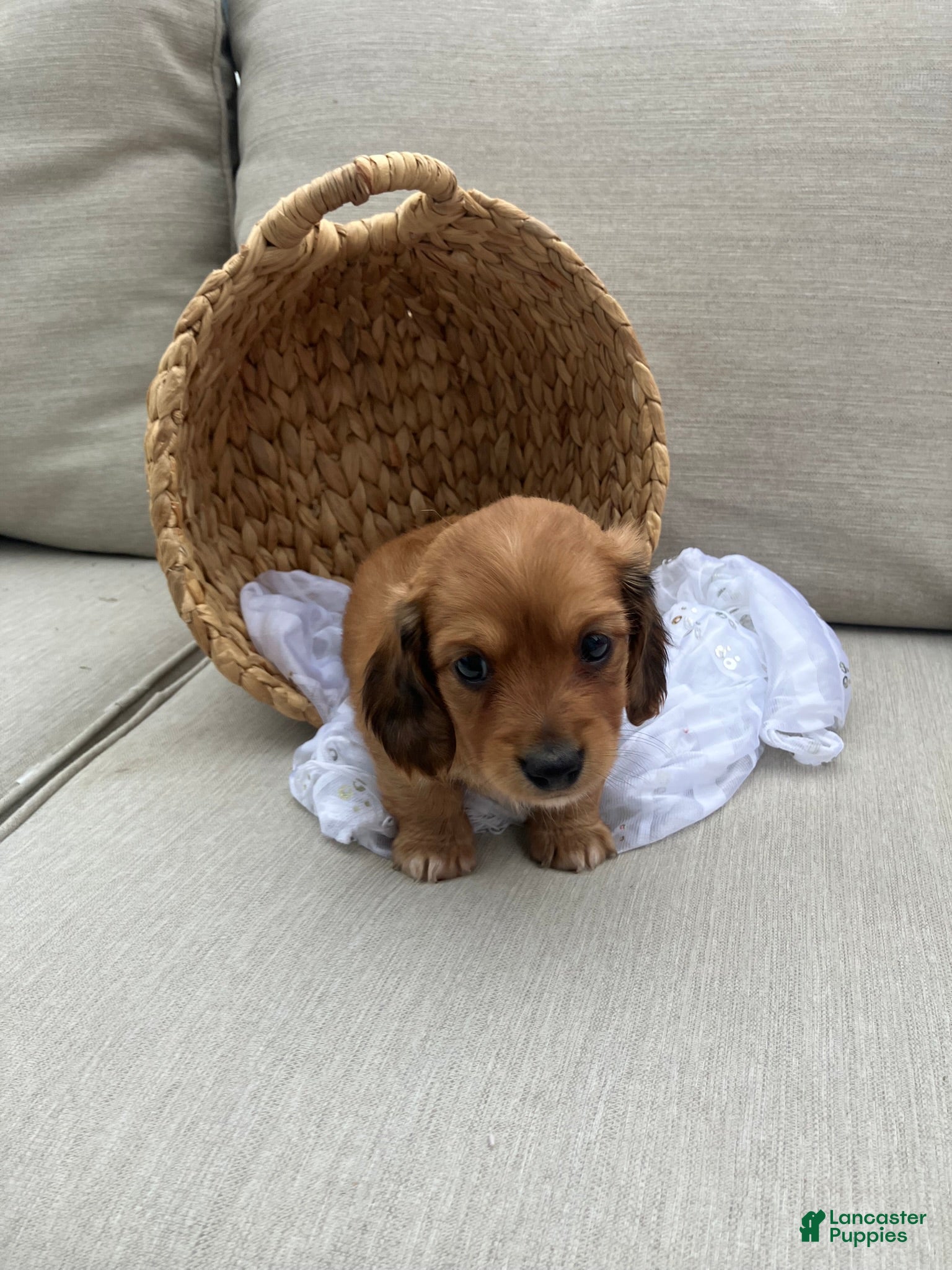 Miniature Dachshund dogs for sale: Peanut - Ad 7