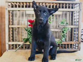 Mixed Breed dogs Oden - Ad 42