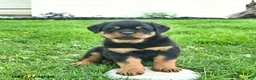 Rottweiler dogs for sale: Boston - Ad 3