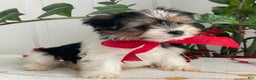 Biewer Terrier dogs for sale: Chico - Ad 3
