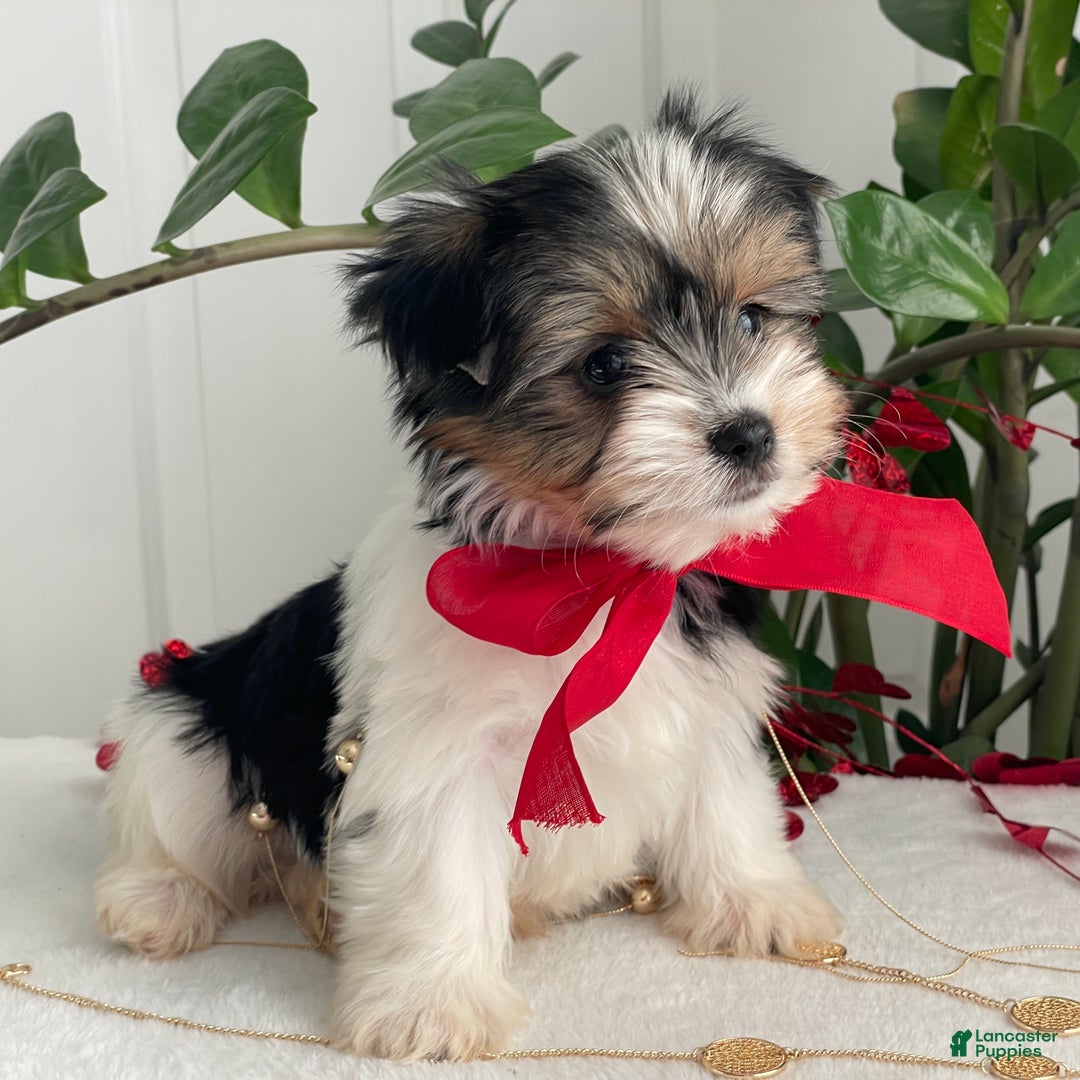 Biewer Terrier dogs for sale: Chico - Ad 3