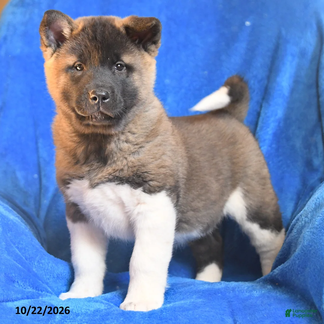 Akita dogs for sale: Princess - Ad 2