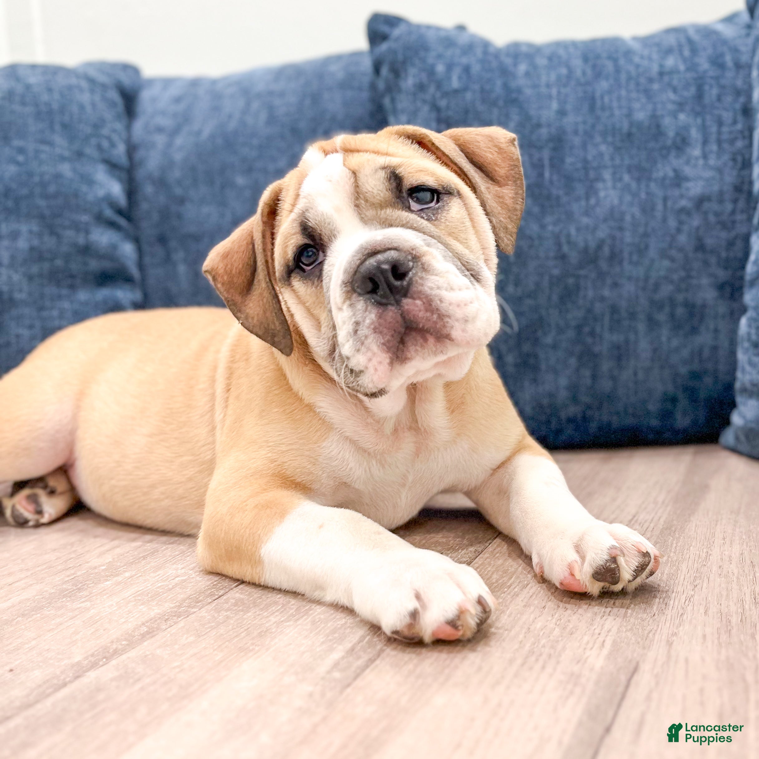 Beabull dogs Duke - Ad 2