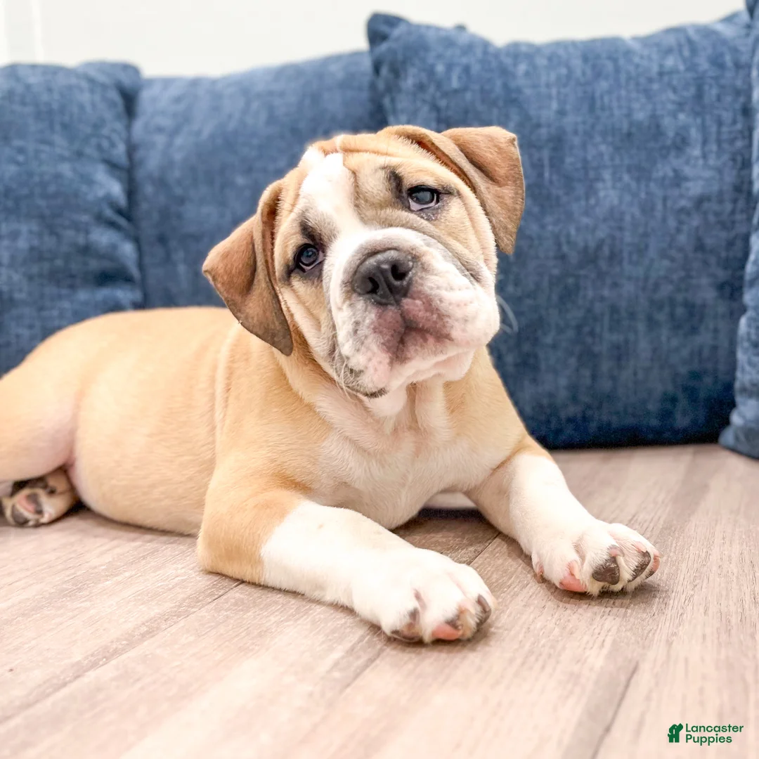Beabull dogs for sale: Duke - Ad 2