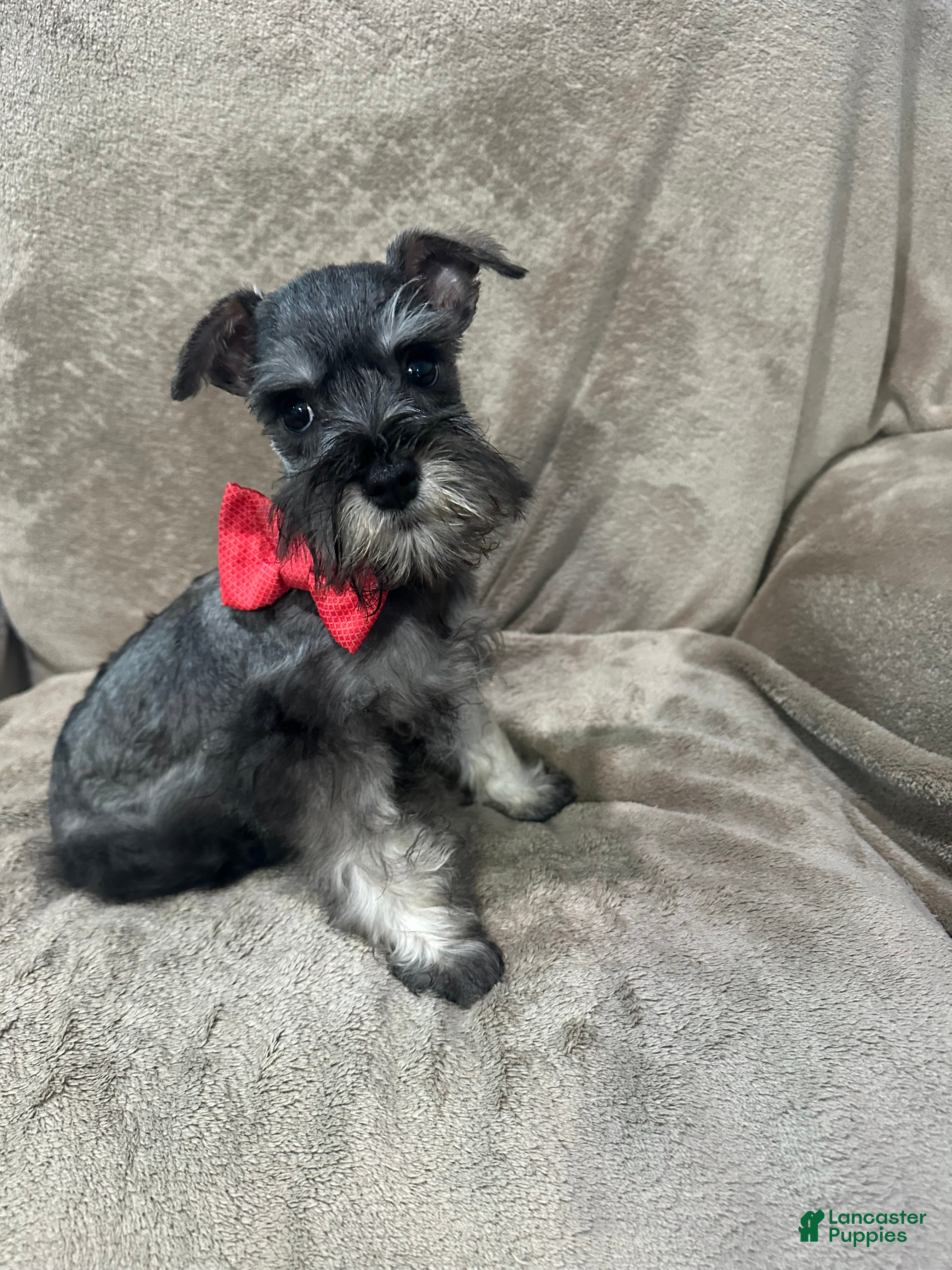 Miniature Schnauzer dogs Spike - Ad 13