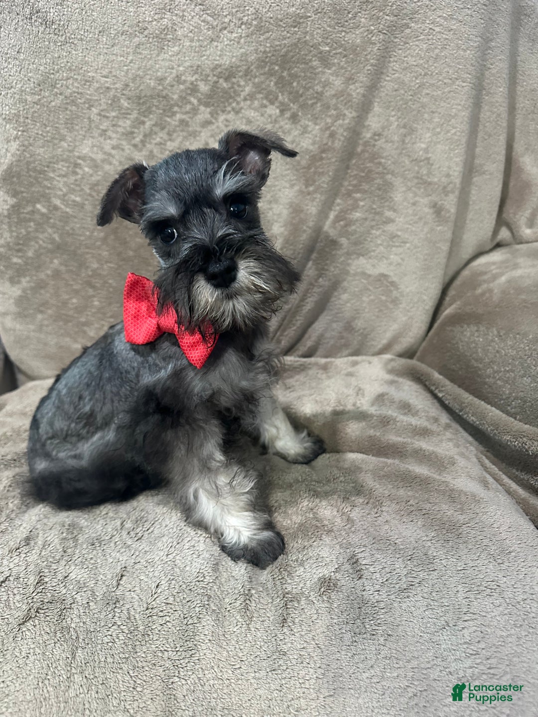 Miniature Schnauzer dogs for sale: Spike - Ad 1
