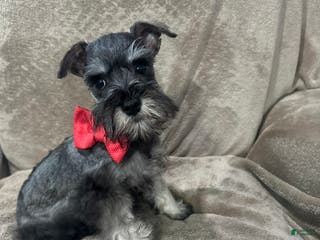 Miniature Schnauzer dogs Spike - Ad 15