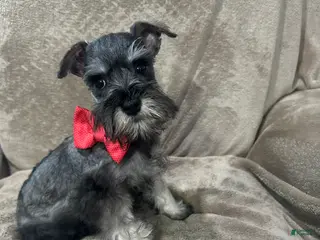 Miniature Schnauzer dogs Spike - Ad 6
