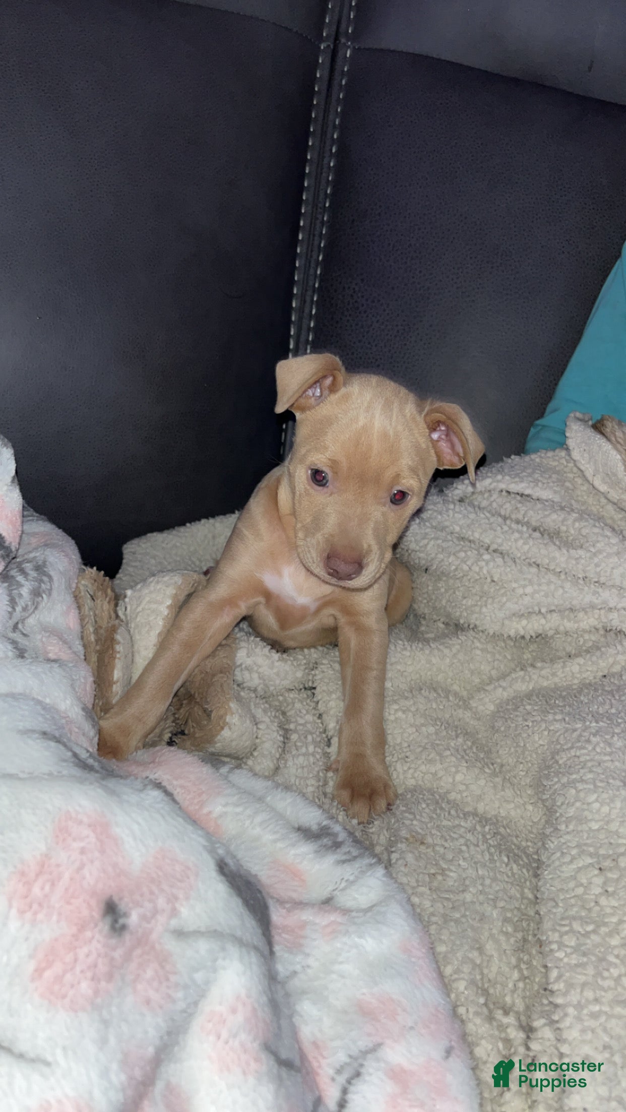 Rat Terrier dogs Flora - Ad 7