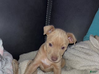 Rat Terrier dogs Flora - Ad 7