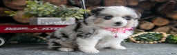 Miniature Australian Shepherd dogs for sale: Beauty - Ad 3