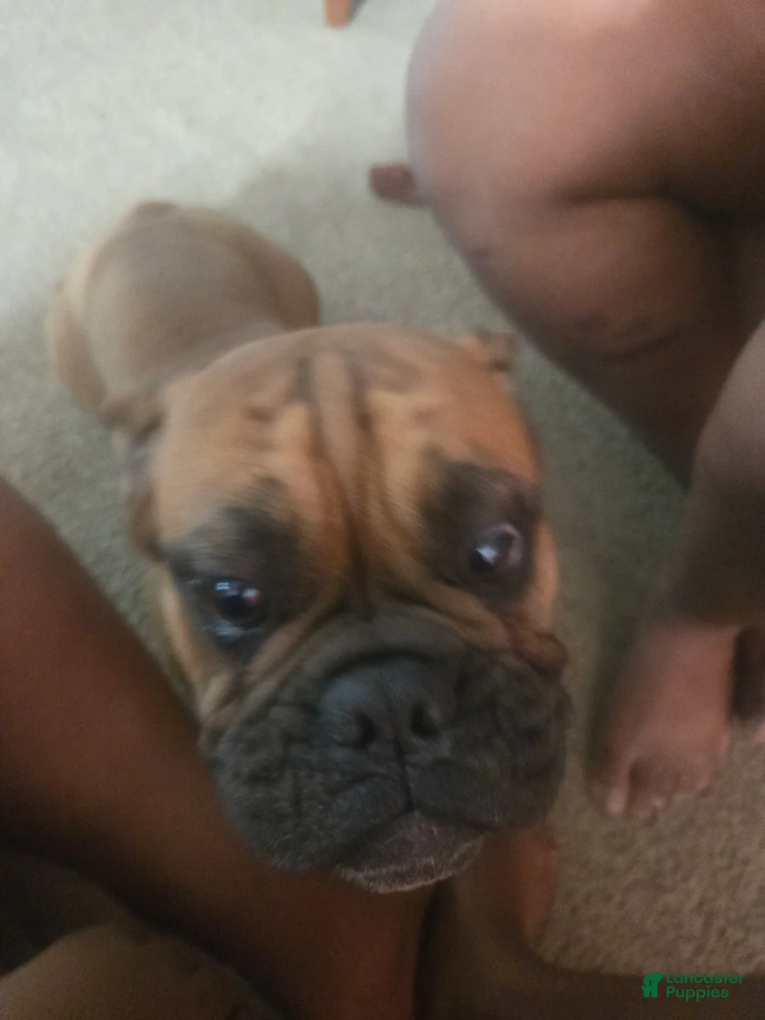 Mixed Breed dogs for sale: Mixed Breed 1 - Ad 2