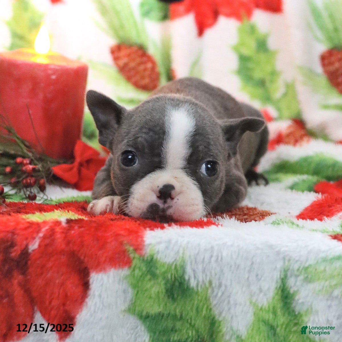 Boston Terrier dogs Harley - Ad 2