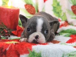 Boston Terrier dogs Harley - Ad 3