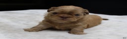 Shih Tzu dogs for sale: Silas - Ad 5