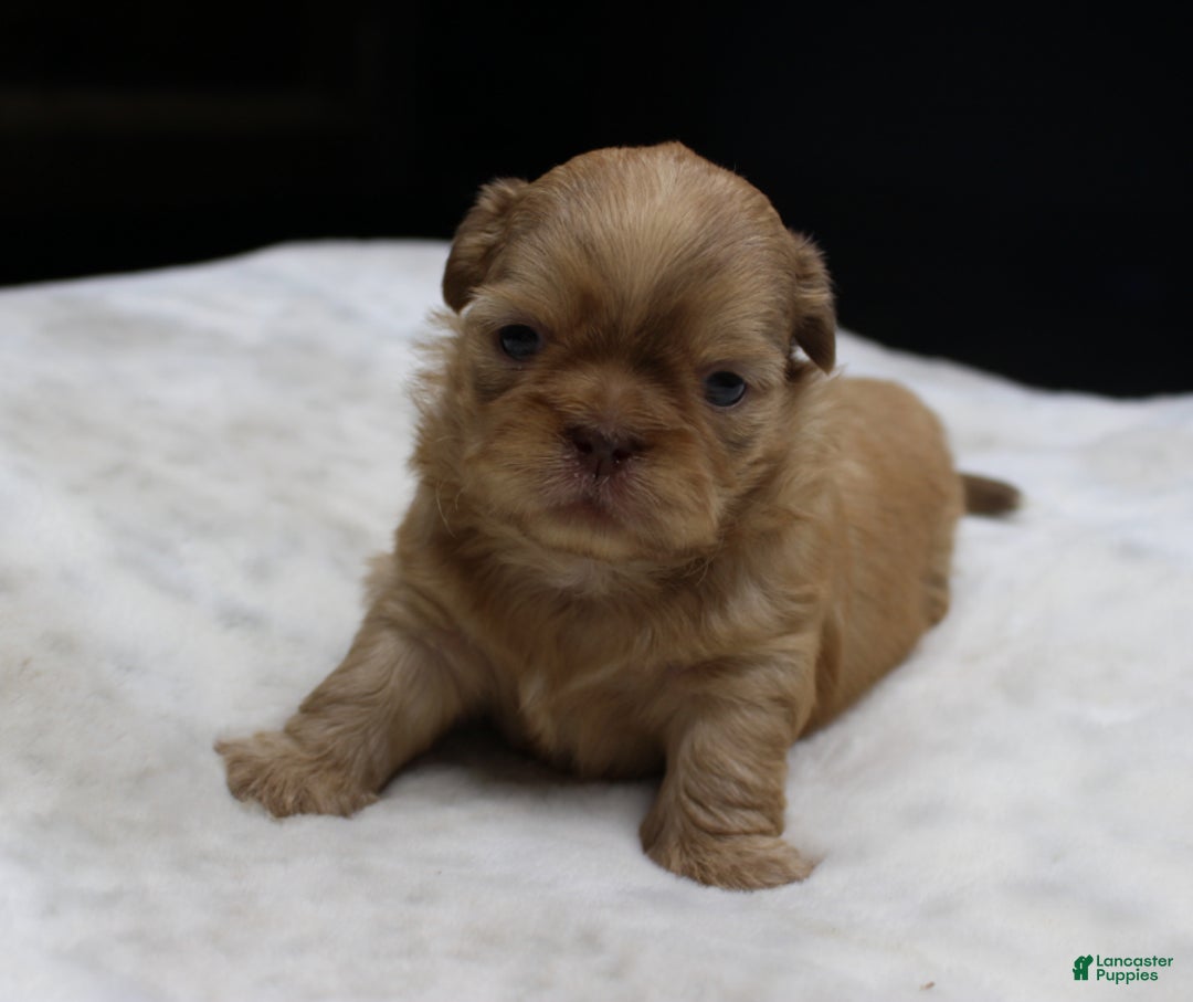 Shih Tzu dogs for sale: Silas - Ad 5