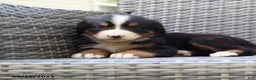 Bernese Mountain Dog dogs for sale: Jenny - Ad 8