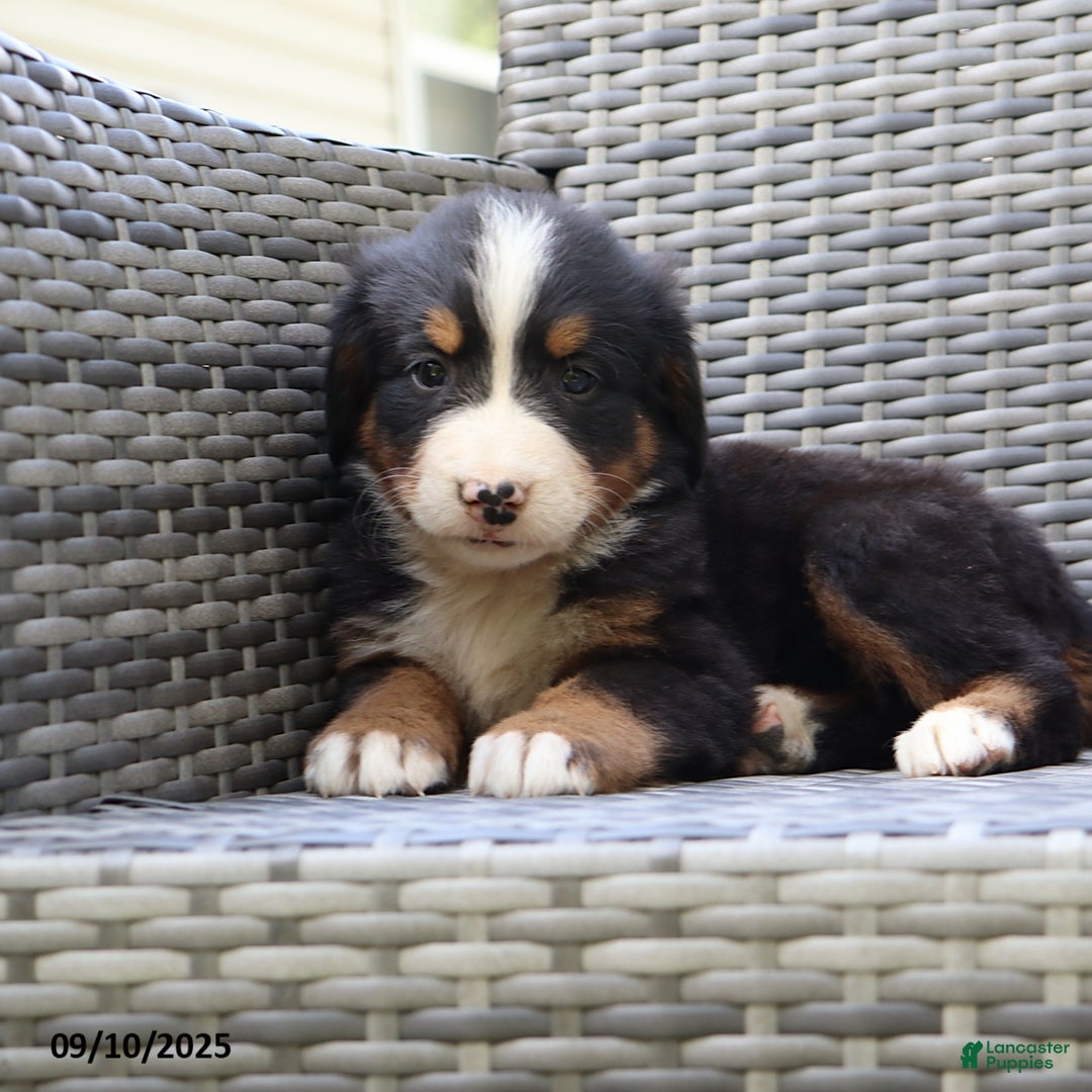 Bernese Mountain Dog dogs for sale: Jenny - Ad 8