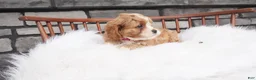 Cavapoo dogs for sale: Jewel - Ad 6