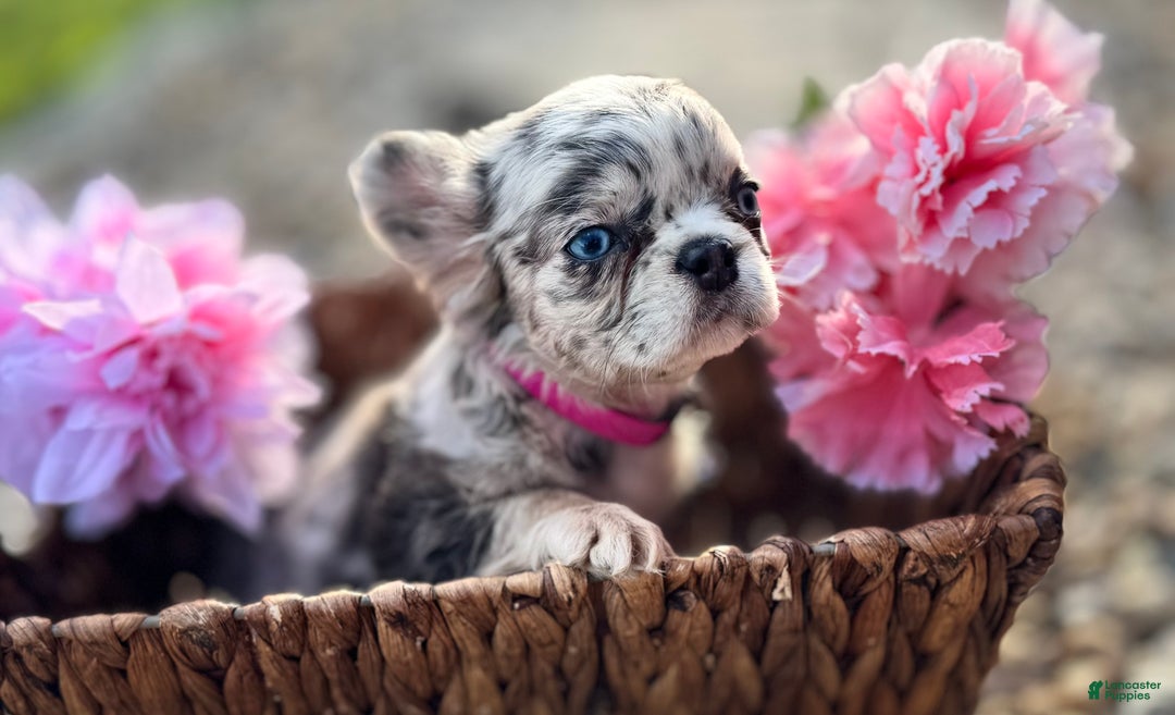 Gallery Image {{count}}