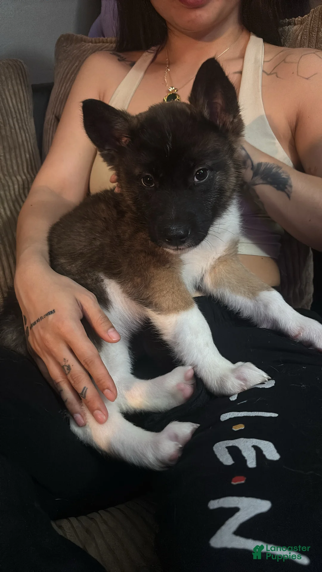 Akita dogs for sale: Akita Puppy 5 - Ad 3