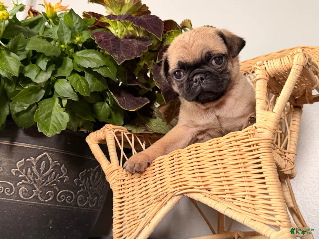 Pug dogs for sale: Pepper - Ad 2