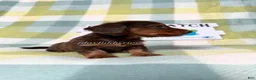 Dachshund dogs for sale: AKC Chocolate & Tan Long Haired Dachshund Male ALL Clear - Ad 6