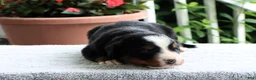 Bernese Mountain Dog dogs for sale: Kenton - Ad 4
