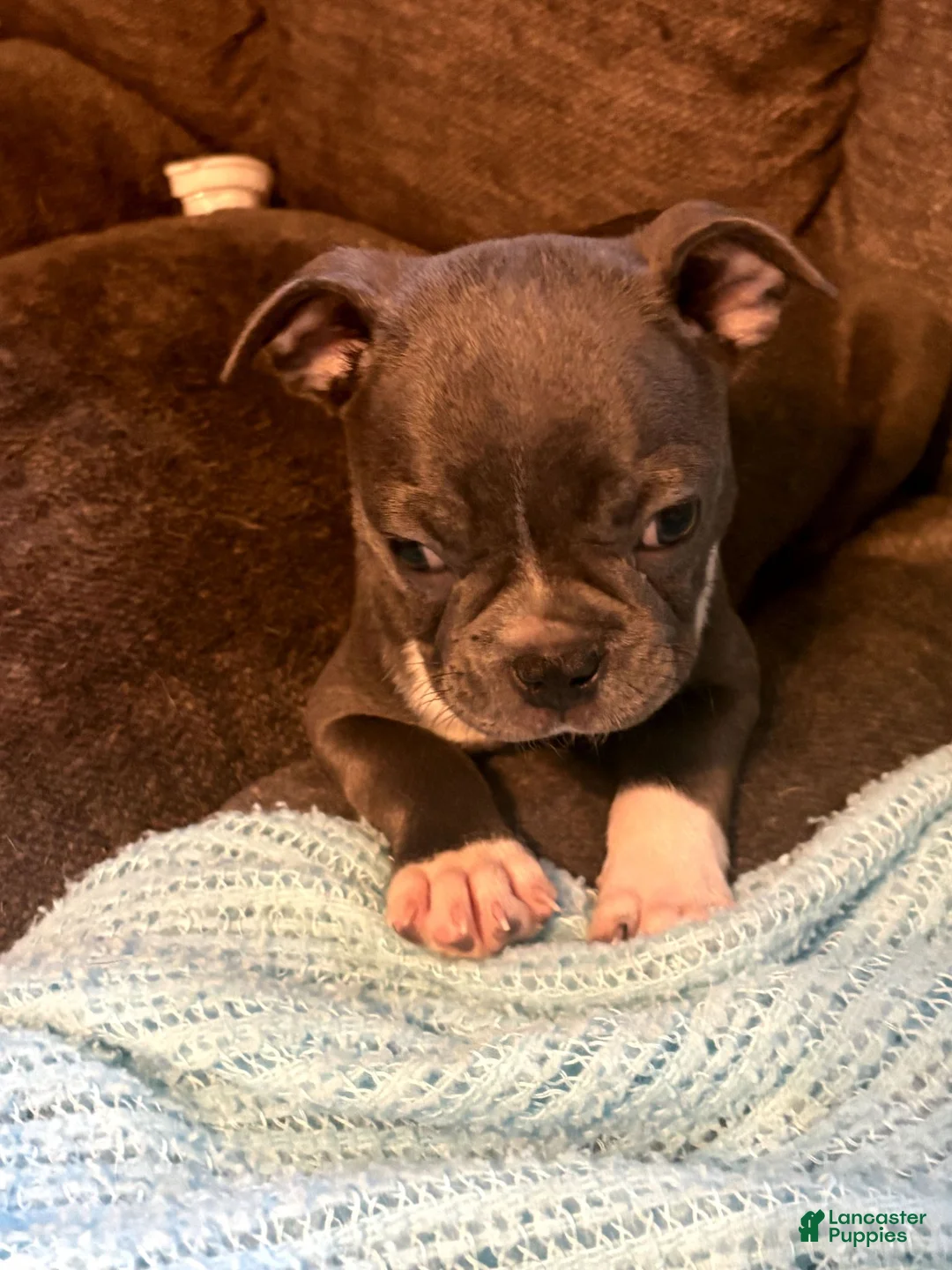 Boston Terrier dogs for sale: Jeremy - Ad 4