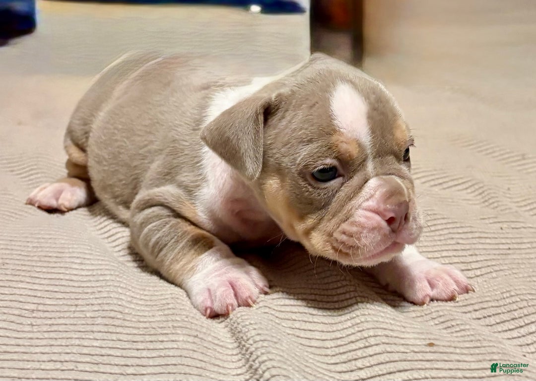 Olde English Bulldogge dogs for sale: Spencer - Ad 10