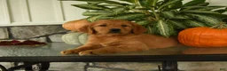 Labrador Retriever dogs for sale: Gertrude - Ad 3