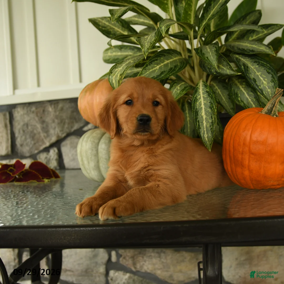 Labrador Retriever dogs for sale: Gertrude - Ad 3