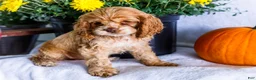 Cocker Spaniel dogs for sale: Lory - Ad 8