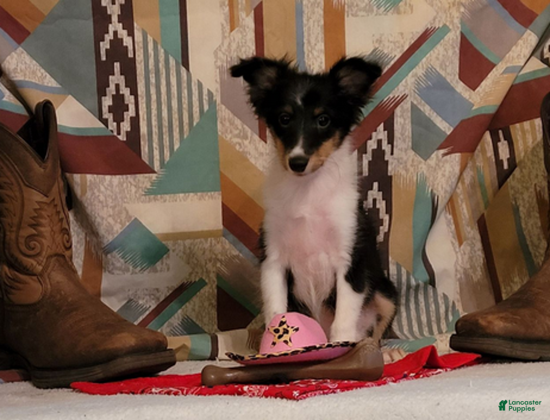 Shetland Sheepdog dogs for sale: Fancy - Ad 6