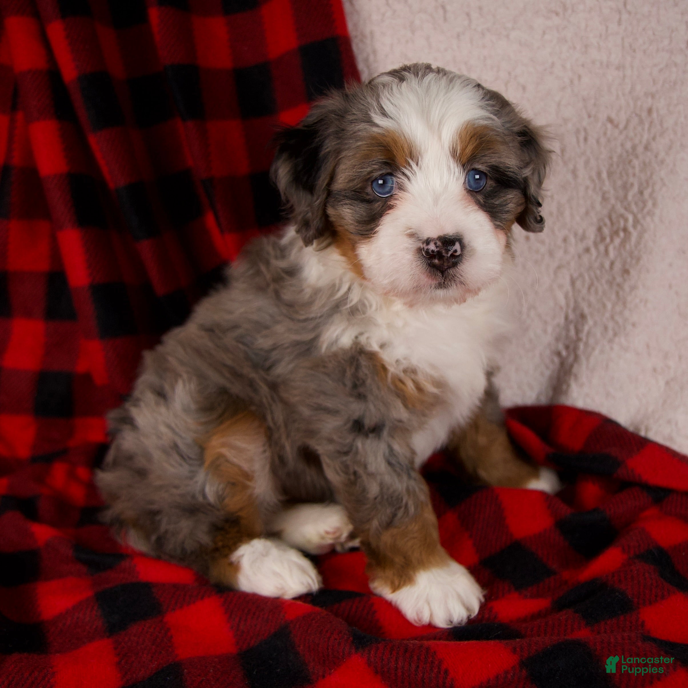 Mini Bernedoodle dogs Holly Girl *Potty Training* - Ad 8