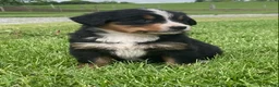Bernese Mountain Dog dogs for sale: Paris  - Ad 6