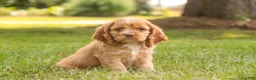 Cocker Spaniel dogs for sale: Alexa Cocker Spaniel  - Ad 3