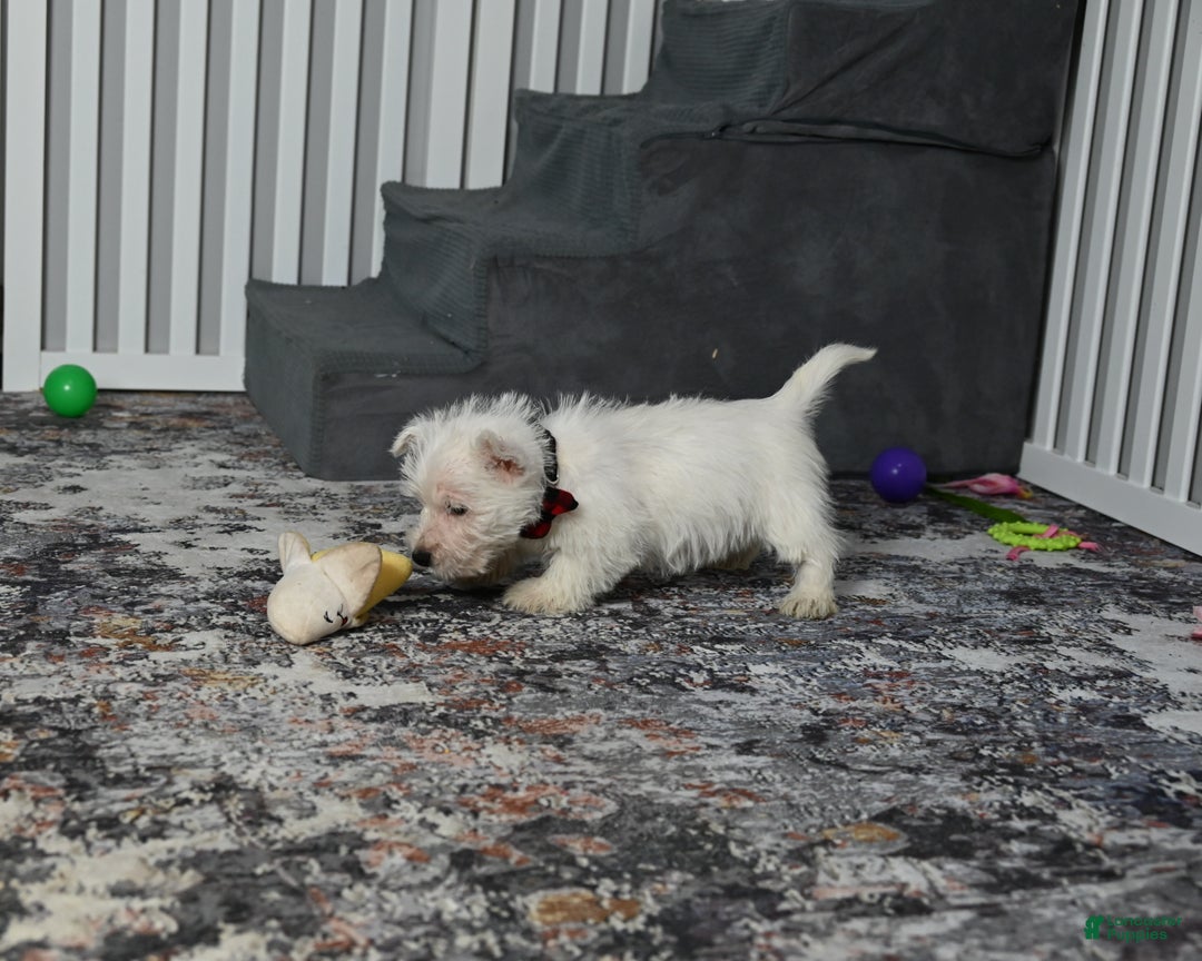 West Highland Terrier dogs for sale: Polky - Ad 2